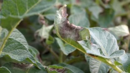 Met de aangekondigde samenwerking verwachten beide organisaties boeren en loonwerkers nog uitgebreider te kunnen ondersteunen bij hun besluitvormingsprocessen rond gewasbescherming in aardappelen.