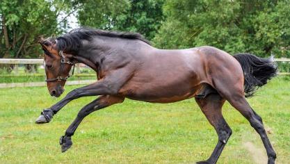 horse-2465279_960_720