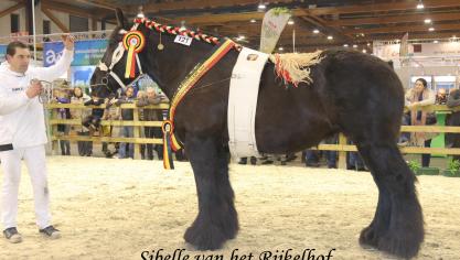 Sibelle van het Rijkelhof, kampioenmerrie 2018. Eig.: Nico Smeers uit Borgloon.