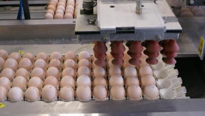 De hele eierketen heeft door de fipronilcrisis grote schade geleden.