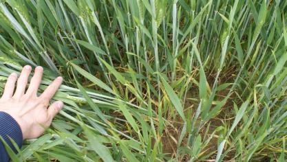 China en India bouwden de afgelopen jaren een grote strategische graanvoorraad op.