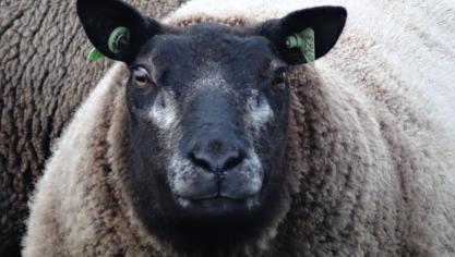 Dassenkoppen-texelaar op het bedrijf Schillewaert
