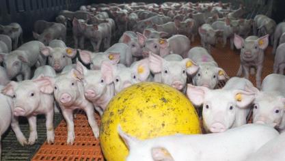 Gezondheidsgerelateerde zaken zoals onderzoek naar medicatiegebruik en alternatieven voor antibiotica, vaccinatieschema’s en ziektekiemen werden naar voor gebracht.