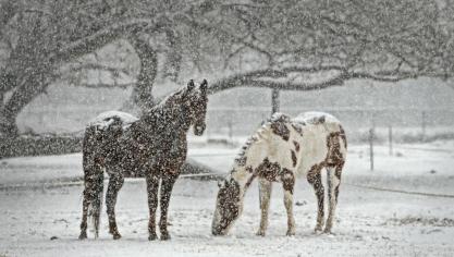 horse-419743_960_720