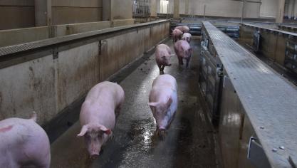 Binnen de EU groeit de markt voor varkensvlees nauwelijks tot niet.