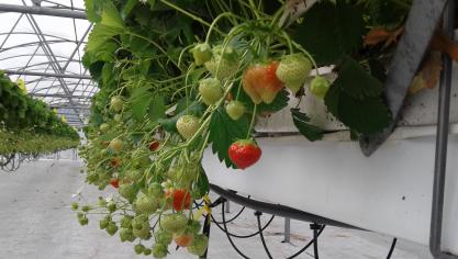 Aardbeien zijn voor de veiling in Roeselare een belangrijk product.