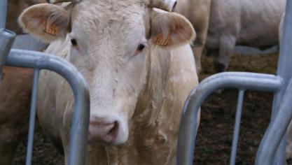 In geval van invoer van herkauwers afkomstig van Frankrijk is de belangrijkste voorwaarde dat die dieren gevaccineerd zijn tegen de serotypes 4 en 8.