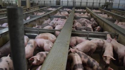 Het slachthuis in Tielt kwam vorig jaar in opspraak vanwege gebrek aan dierenwelzijn. De onderneming beloofde beterschap.