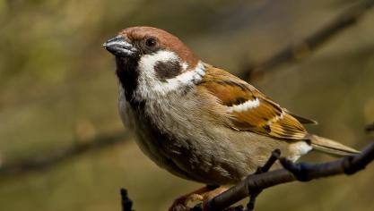 sparrow-1744751_960_720