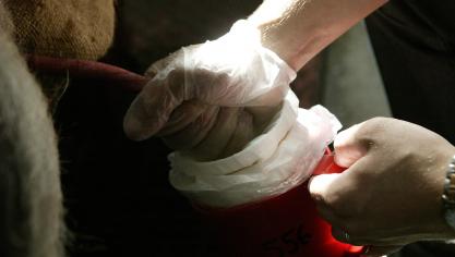 Het kiezen voor een goede eindbeer kan de varkenshouders tot 10 euro extra per vleesvarken opleveren.