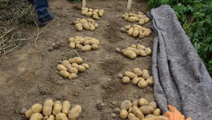 Variabel poten kan leiden naar een hogere opbrengst.