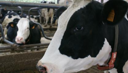 De zuivelprijs is in december gedaald.