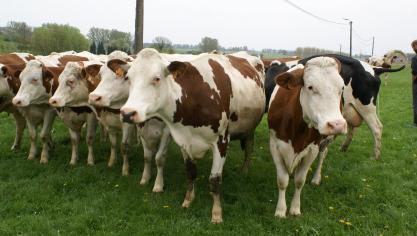 Biomelk en biozuivel zitten in de lift, zowel qua productie als qua consumptie.