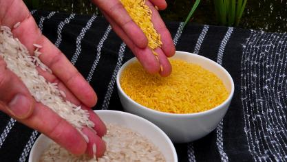 Genetische modificatie is niet onomstreden. Op de foto (rechts) Golden Rice, rijst die zo is aangepast dat ze meer vitamine A bevat.