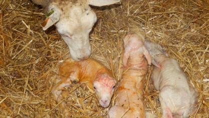 Elk lam zou binnen de eerste 24 u na de geboorte zo’n 400 cc biest moeten binnenkrijgen.