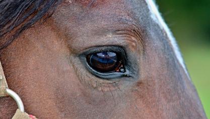 horse-2796668_1920