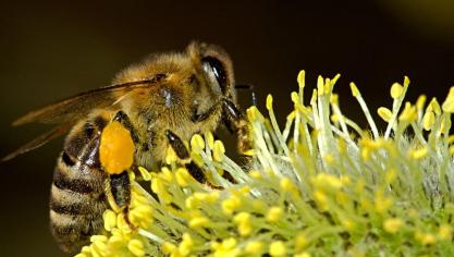 bees-18192_960_720
