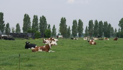 Volgens het Polderfront wordt historisch poldergrasland onvoldoende beschermd.