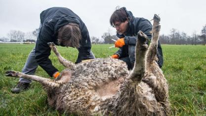 Wetenschappers van INBO nemen DNA-stalen op het dode schaap.
