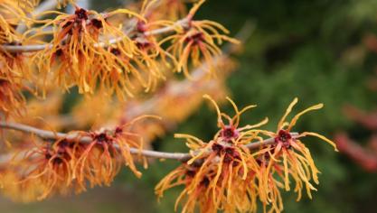 Hamamelis X intermedia 