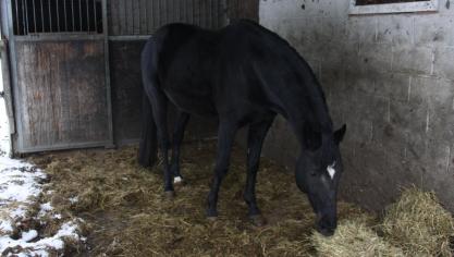Een uitloop vlakbij de stal is ideaal om de sleur te breken bij een verblijf op stal de klok rond.