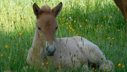 Vorig jaar werden 43 veulens geboren; 29 merrieveulens en 14 hengstveulens.