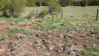 Wild kan grote schade toebrengen aan landbouwpercelen.