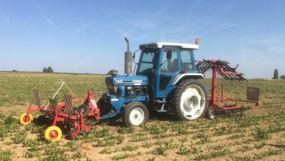 Een combinatie van schoffelmachines is een mogelijkheid, net als het combineren van mechanische en chemische middelen voor de onkruidbestrijding in cichorei.