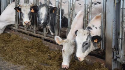 De vleesveehouderij vreest een handelsakkoord met de Zuid-Amerikanen.