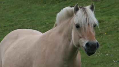 Dorinda d’Ardenne heeft haar stempel gedrukt op de fokkerij d’Ardenne van familie Delahaye uit Wilogne (Houffalize).