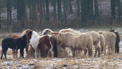 IJslandse paarden van familie Dejaifve-De Coninck uit Maissin in de Belgische Ardennen.