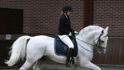 In ons land zijn er om en bij de 400 Lippizaner paarden.