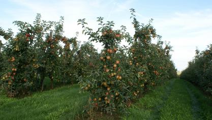 Op de percelen zal onder meer fruit worden verbouwd.