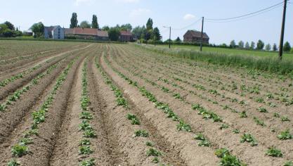Voor de aardappelsector is de Britse markt zeer belangrijk.