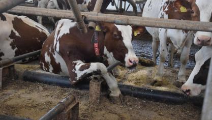 De I&R-registratie klopt bij relatief veel veehouders niet.