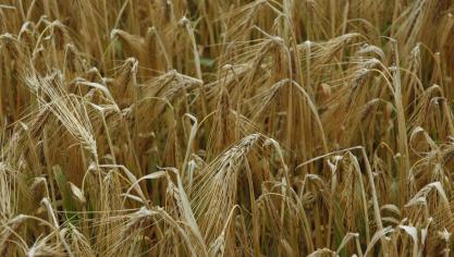 De bladluisaantastingen namen deze week licht toe in de wintergerst.