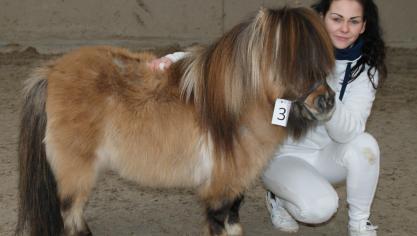 Chad du Mury Marais (Noë du Maugarnaud-Tipie du Mury Marais), kampioen hengsten super mini maat. Eig.: Frederic Duez, Blaton.