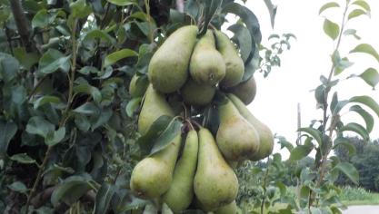 In Frankrijk wordt bij veel niet-biofruit residu van pesticiden aangetroffen.