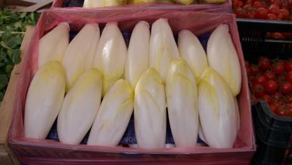 De Proeftuin werkt al decennia aan innovatie in de witloofteelt.