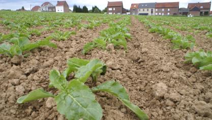 Jarenlang heeft de suikersector te hoge heffingen berekend.