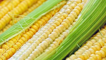 Glucose kan onder meer uit mais en suikerriet worden gewonnen.