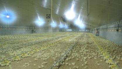 Nederland werd vorig jaar diverse keren opgeschrikt door een uitbraak van vogelgriep.