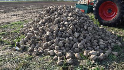 De opbrengst suikerbieten steeg met 350 kg/ha per jaar.