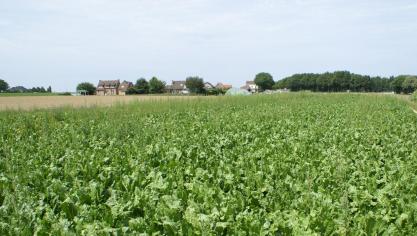 Suikerbieten leveren in België te weinig op.