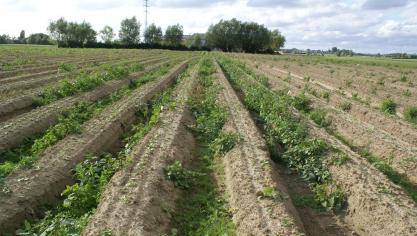In de biologische sector mogen onder meer geen chemische middelen gebruikt worden.