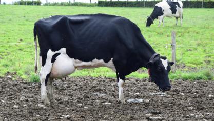 De stichting Weidegang wil meer koeien in het landschap, om de consument niet te vervreemden van de melkveehouderij.