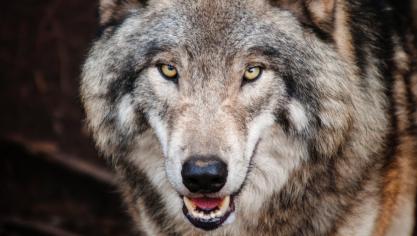 De opkomst van de wolf neemt risico’s met zich mee.