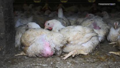 Het is moeilijk conclusies trekken op basis van de beelden die Gaia schoot, vindt de sector.