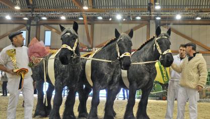 Familie De Graeve uit Erpe-Mere met (vlnr) Chris De Graeve en rechts Danny en zoon Jens. De drie blauwschimmelmerries behaalden de eerste prijs bij de loten van 3 op de laatste nationale (vlnr Jutta en Orpha van ’t Zevekoot en Katien van ’t Valleihof).