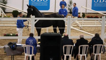 Patente sprongen, vermogen en werklust typeerden de nieuw gekeurde hengsten met ‘Sitte’ als kwaliteitslabel.